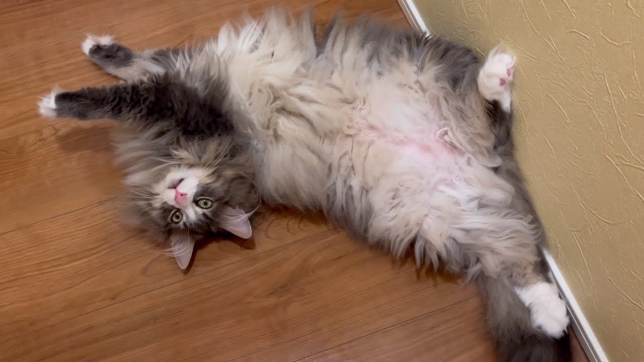 【ごろん♪】ノルウェージャンフォレストキャットのキキ、今日もゴロゴロしていますw