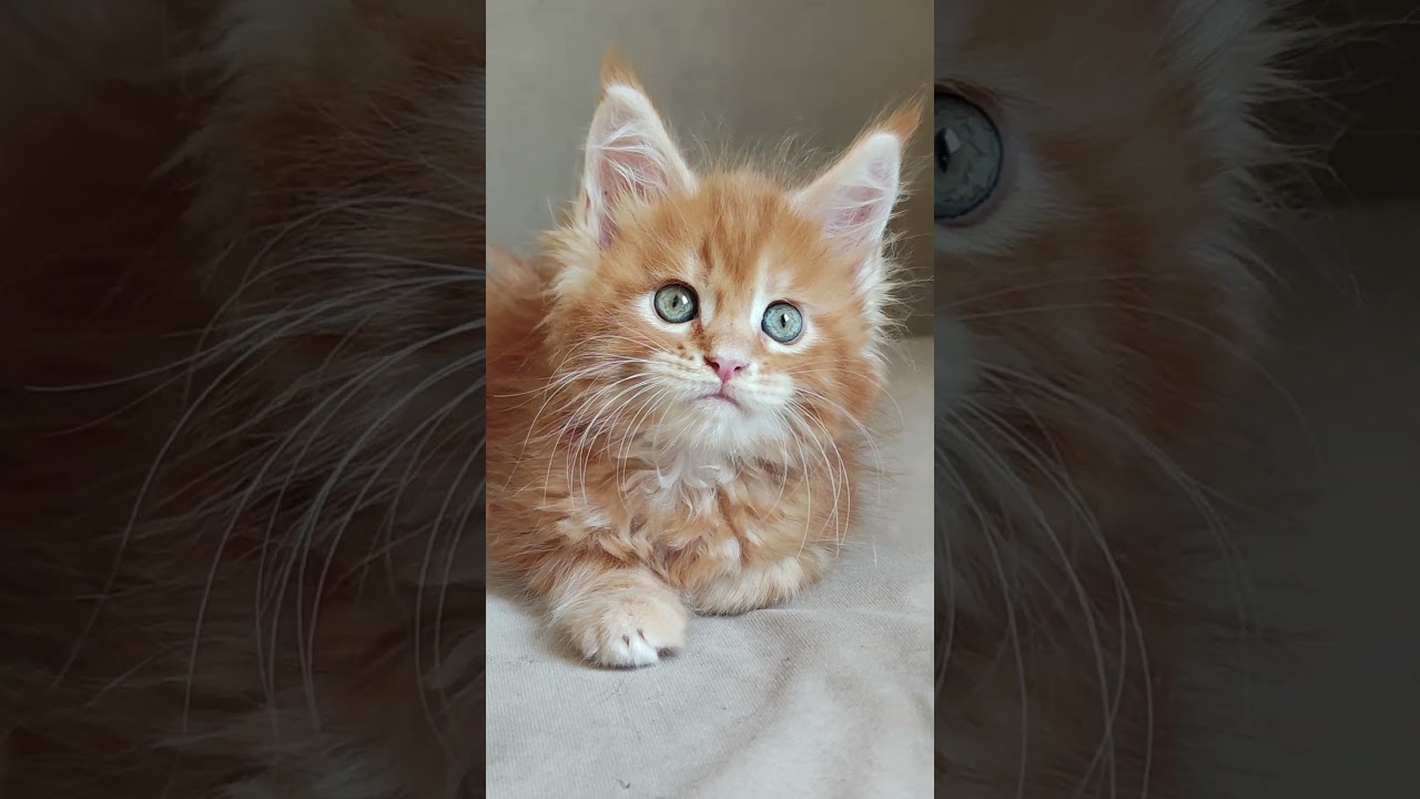 Red Maine Coon #cat #kitten #cute