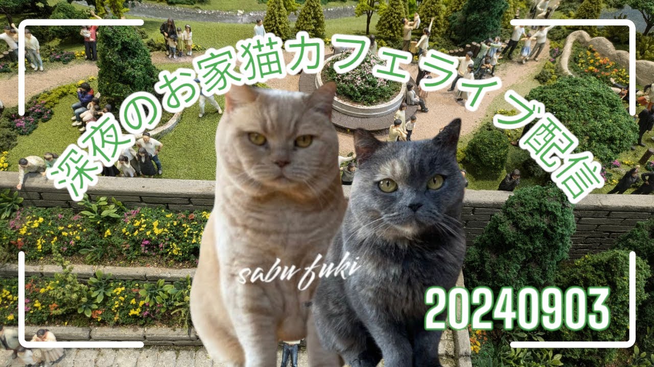 深夜のお家猫カフェライブ配信　１６７