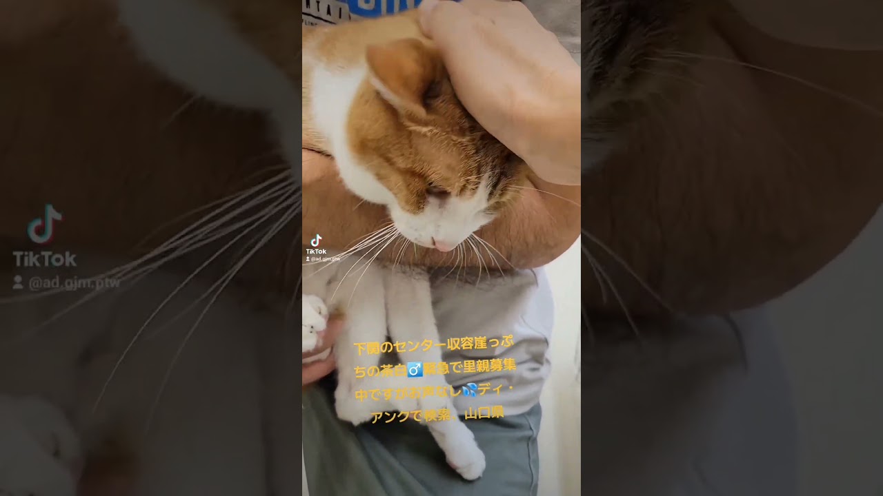 良い子です‼️お願いします🙇#保健所収容#助けて下さい