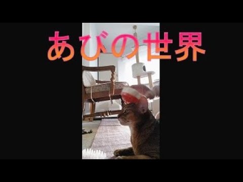 ネコ動画あび＃4082 　あびの毎日　アビシニアン　あび