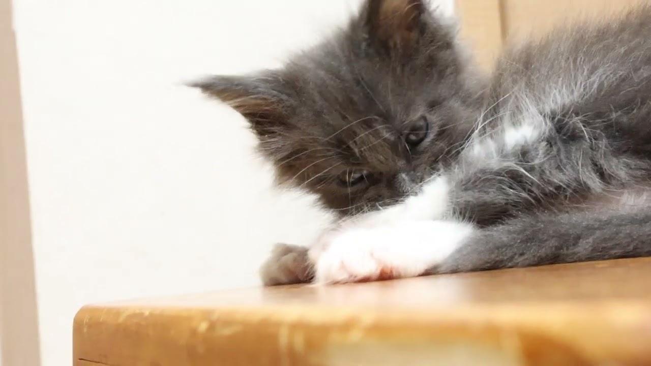 ブルー＆Wのメインクーン子猫アグネスちゃん