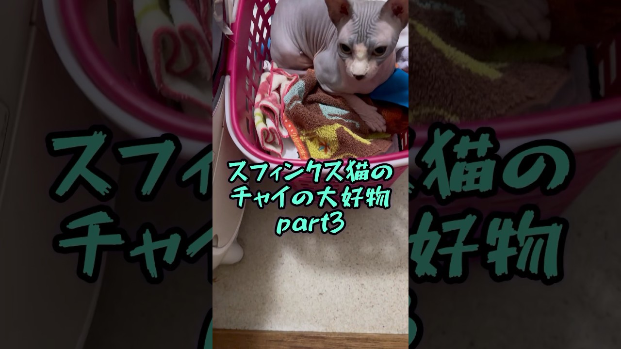 スフィンクス猫チャイの大好物についての事実#shorts#cat #猫#sphynx
