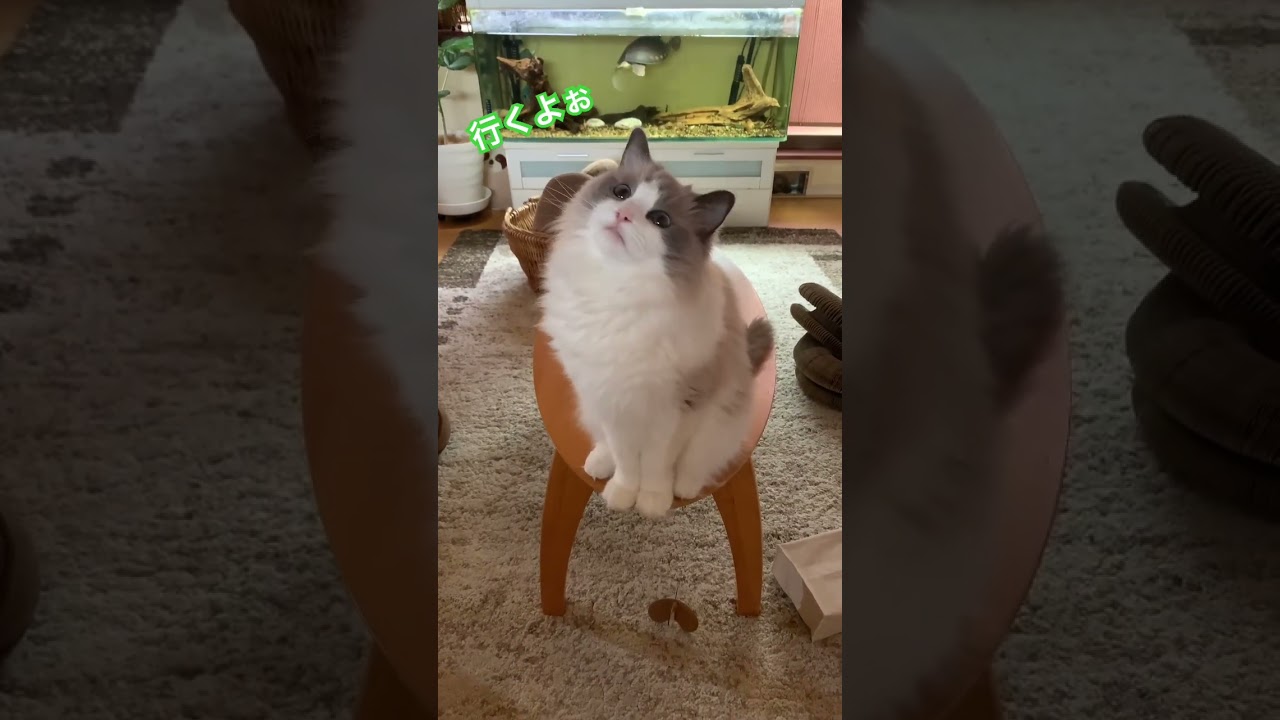 衝撃映像 顔面キャッチするラグドール かわいい猫 おもしろ猫動画