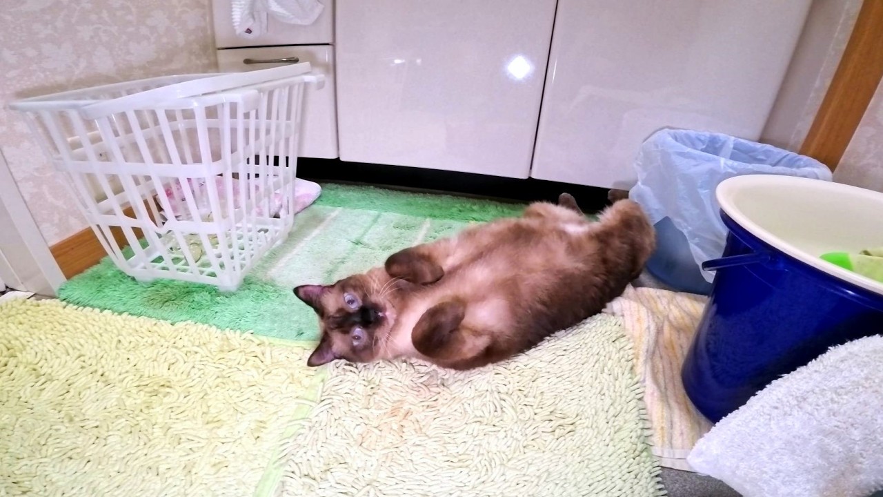 歯磨きしようとすると洗面所を占領して僕を困らすことがお好きな猫🛀