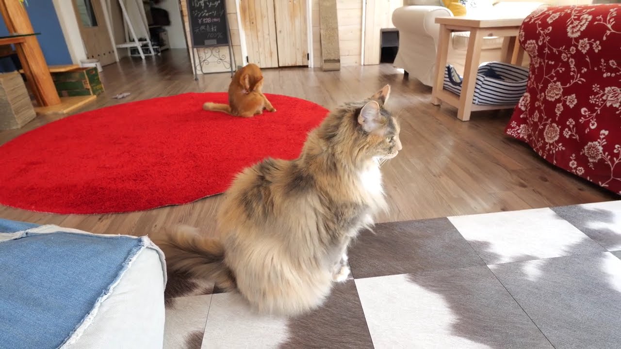 メインクーンのメイとベンガルのリリ