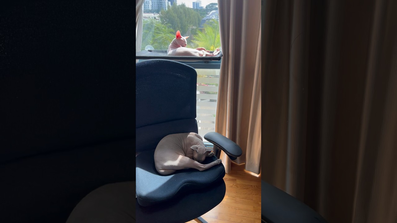 毛のない猫たちの優雅な時間【スフィンクス猫】