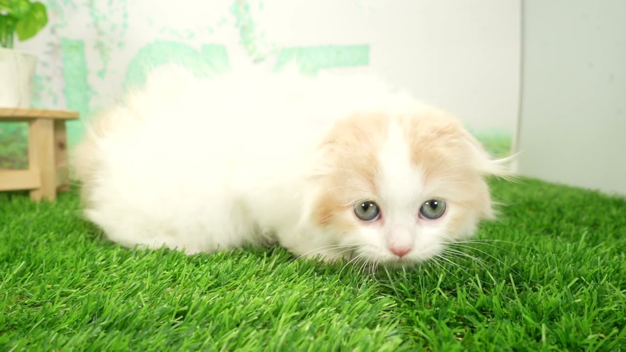 Coo&RIKU　No00689234 スコティッシュフォールド