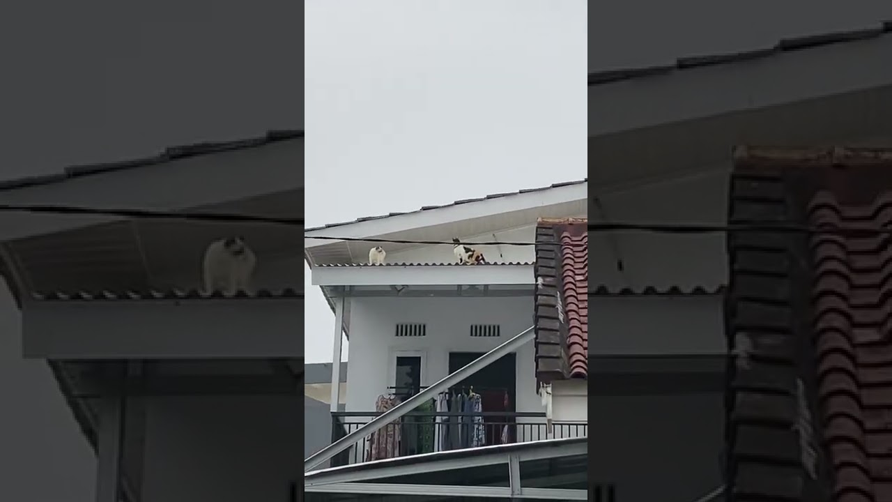 KUCING MANJAT ATAP RUMAH
