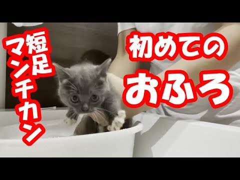 【短足マンチカン子猫】はじめてお風呂に入りました！暴れず静かに入る姿が超絶可愛いです！！