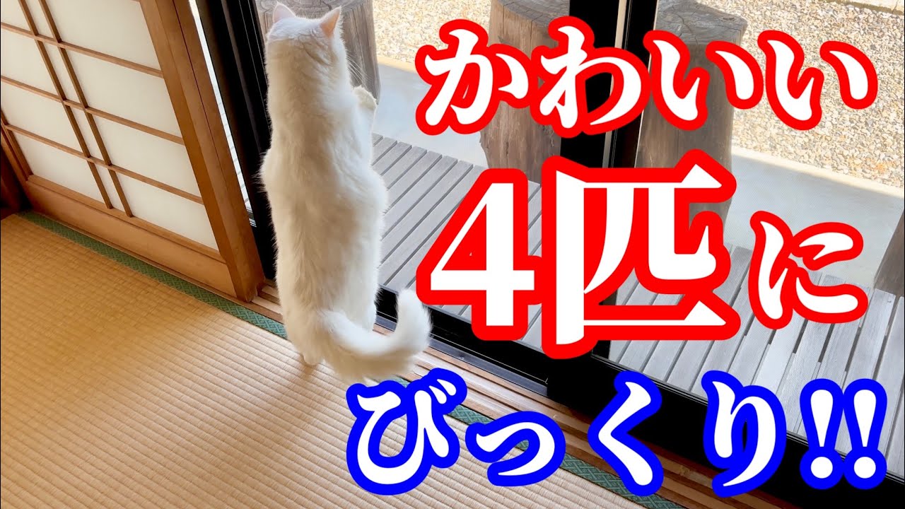 【癒し猫動画】可愛すぎる4匹にびっくりすると思います！