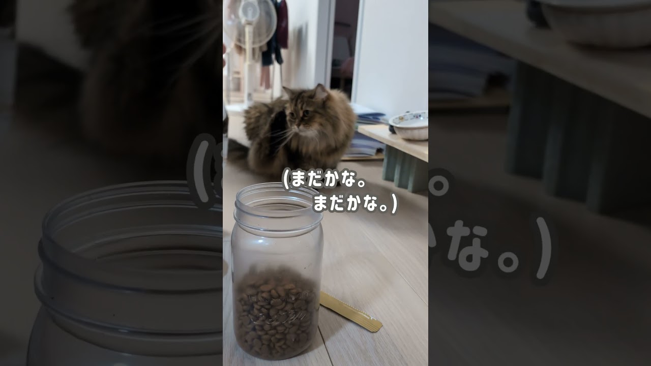 いつもと違う猫のごはん。あんなに楽しみにしていたのに…【足長ミヌエット】＃Shorts
