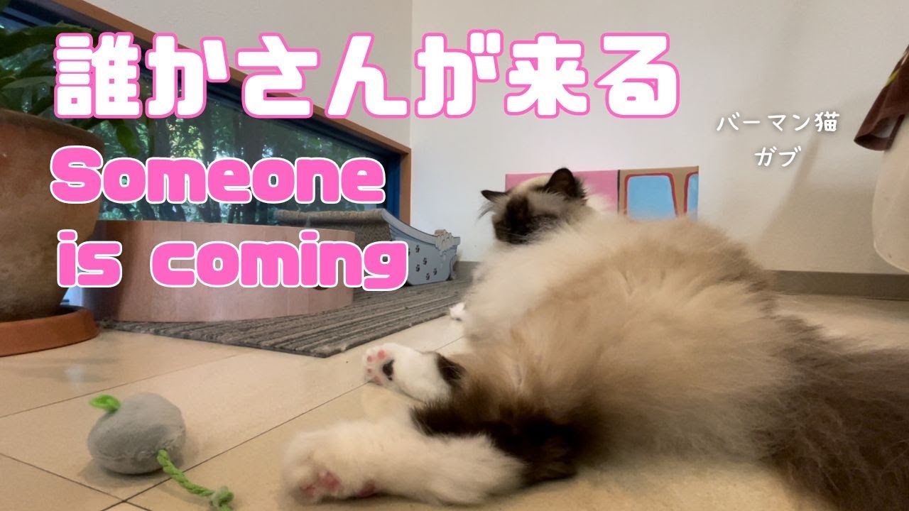 バーマン猫ガブ【誰かさんが来る】Someone is coming（バーマン猫）Birman/Cat