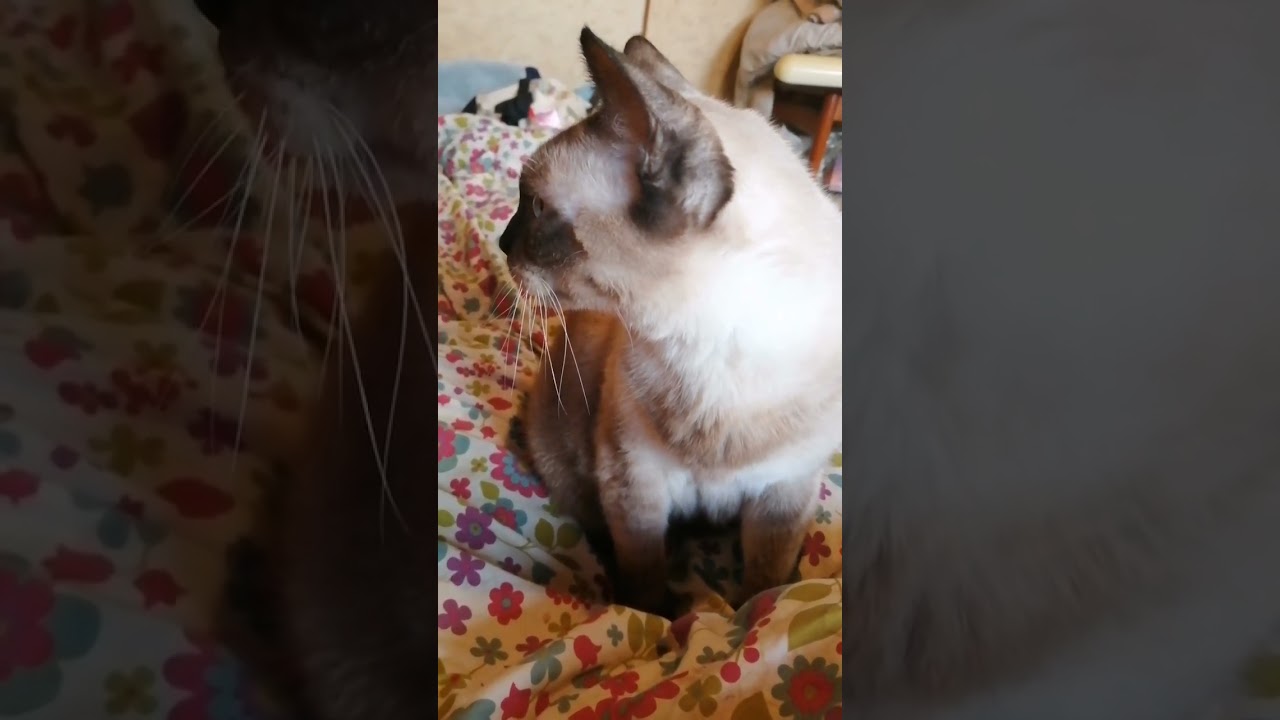 シャム猫#shorts #cat #年前#シャムミックス#15歳