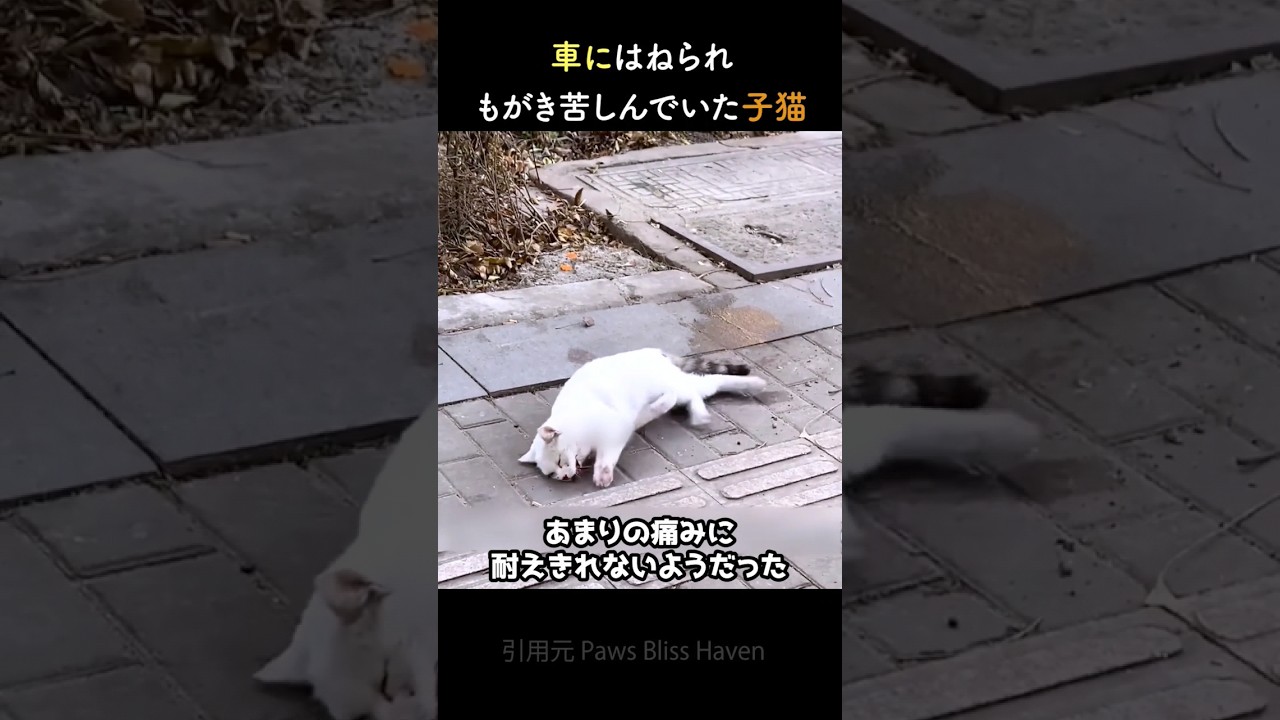 車に轢かれてもがき苦しんでいた子猫