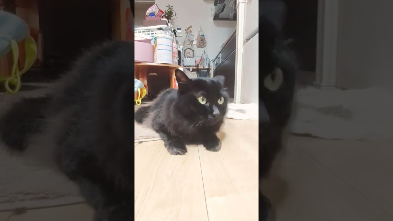 可愛いスフィンクス座り#かわいい猫 #cat #甘えん坊猫 #もふもふ