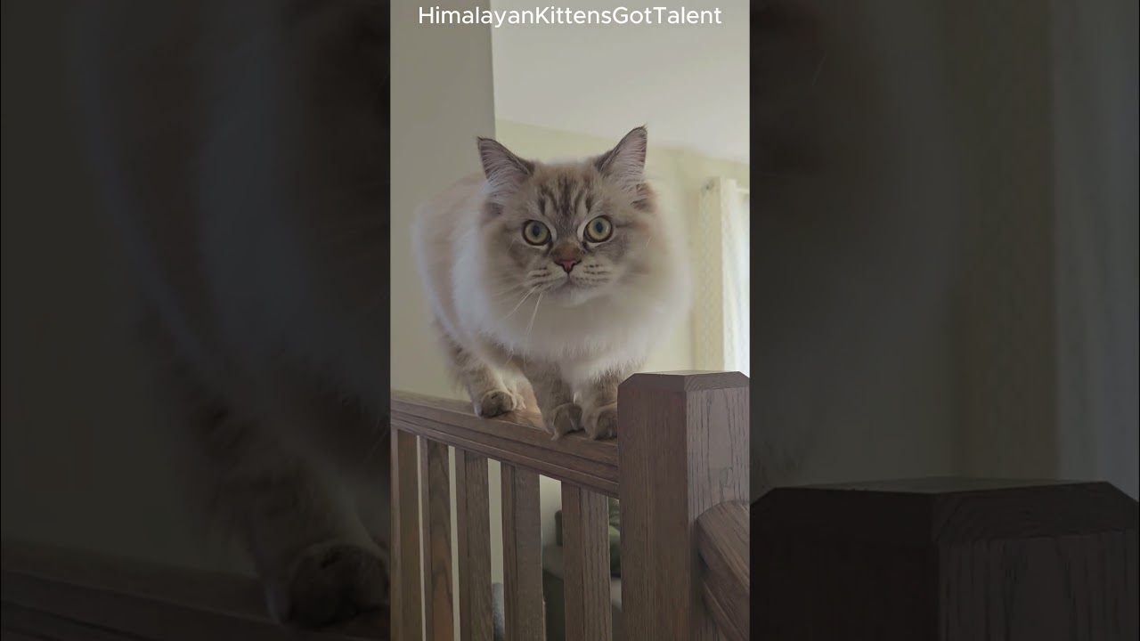 "Stairway Stunt: Bella's Olympic Balancing Act!" #cat #kittenadventures #cuteanimals #kittten #cute