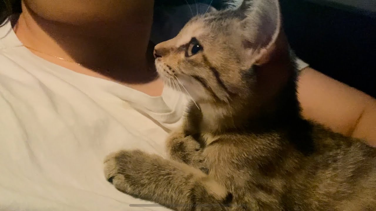 花火大会の日にガリガリの子猫を抱き上げた瞬間人生が変わった【捨て猫？】