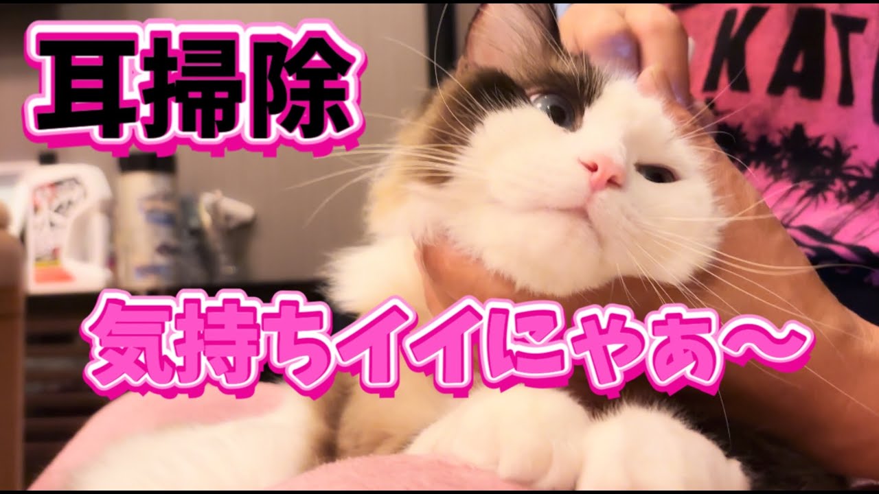 【猫の耳掃除】ラグドールの耳ホジホジしたら気持ち良すぎてとろけて昇天してた😈