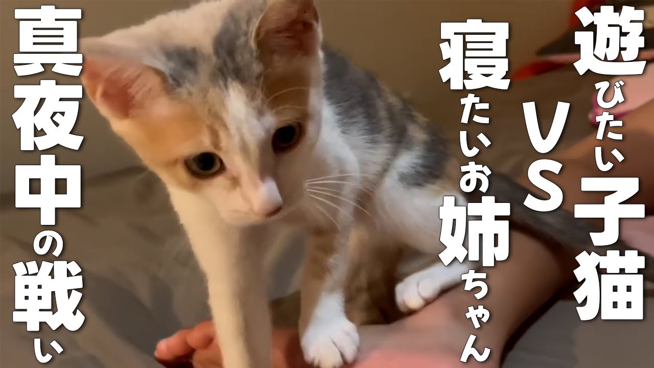 子猫深夜の運動会!?突然スイッチが入りお姉ちゃんに攻撃www【保護猫・元野良猫】