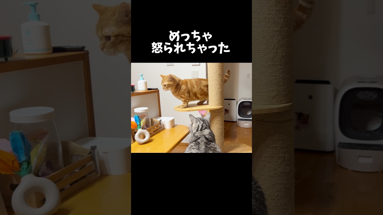 ちゃびくんがあいちゃんに怒られちゃった... #猫 #マンチカン #shorts