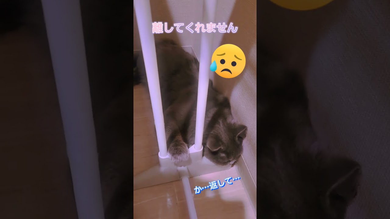 物干し台から離れない猫と返して欲しい飼い主【サイベリアン・キキのKIKICHANNEL】#shorts #サイベリアン #猫