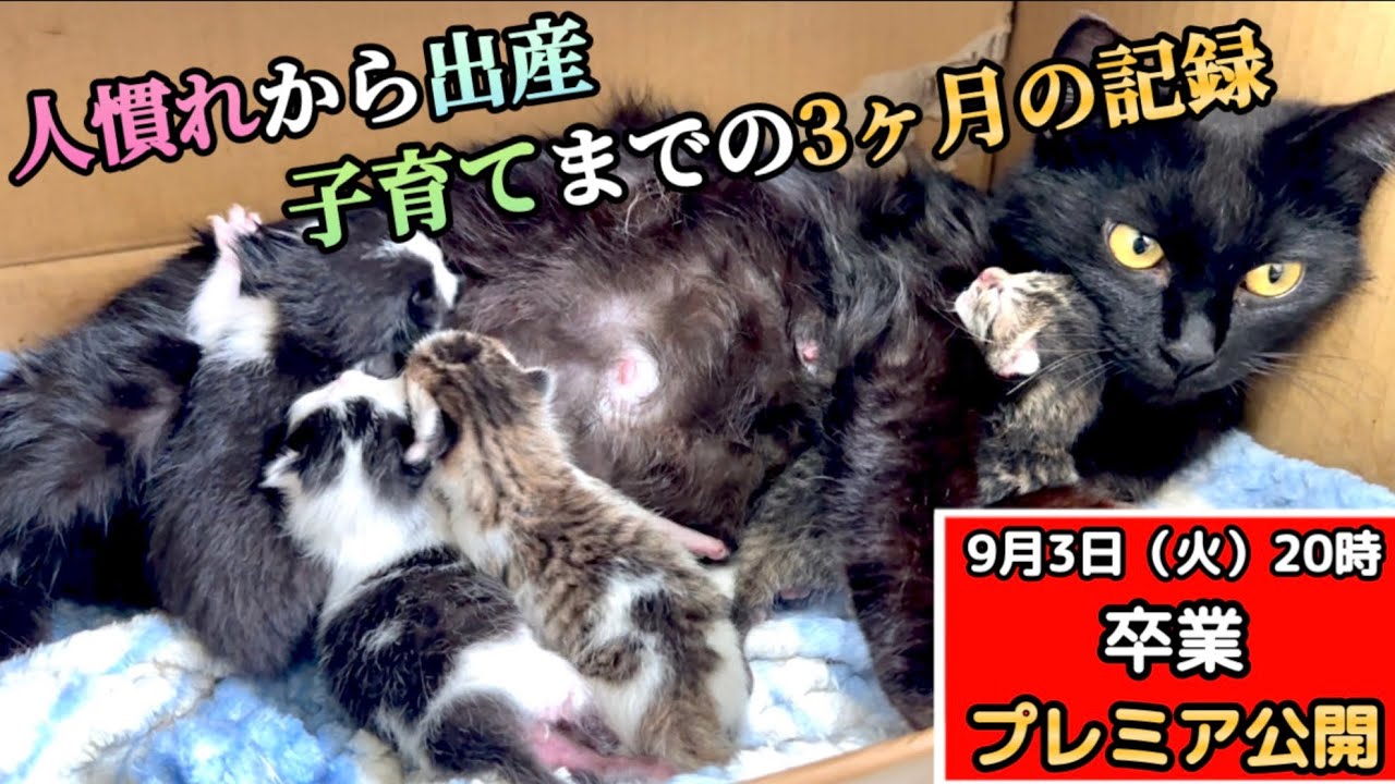 人慣れから始まったシャーシャー黒猫が子猫全員を連れて巣立ちます。