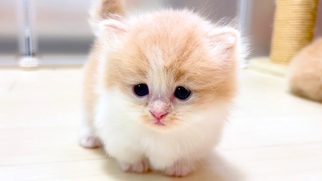 【マンチカンの子猫】自分を追いかけてくる子猫は神な件 ～猫のいる生活Vol.1010～出産動画 マンチカン短足・ミヌエット・ペルシャ猫専門ブリーダー『ペット蔵人』【子猫の成長記録】