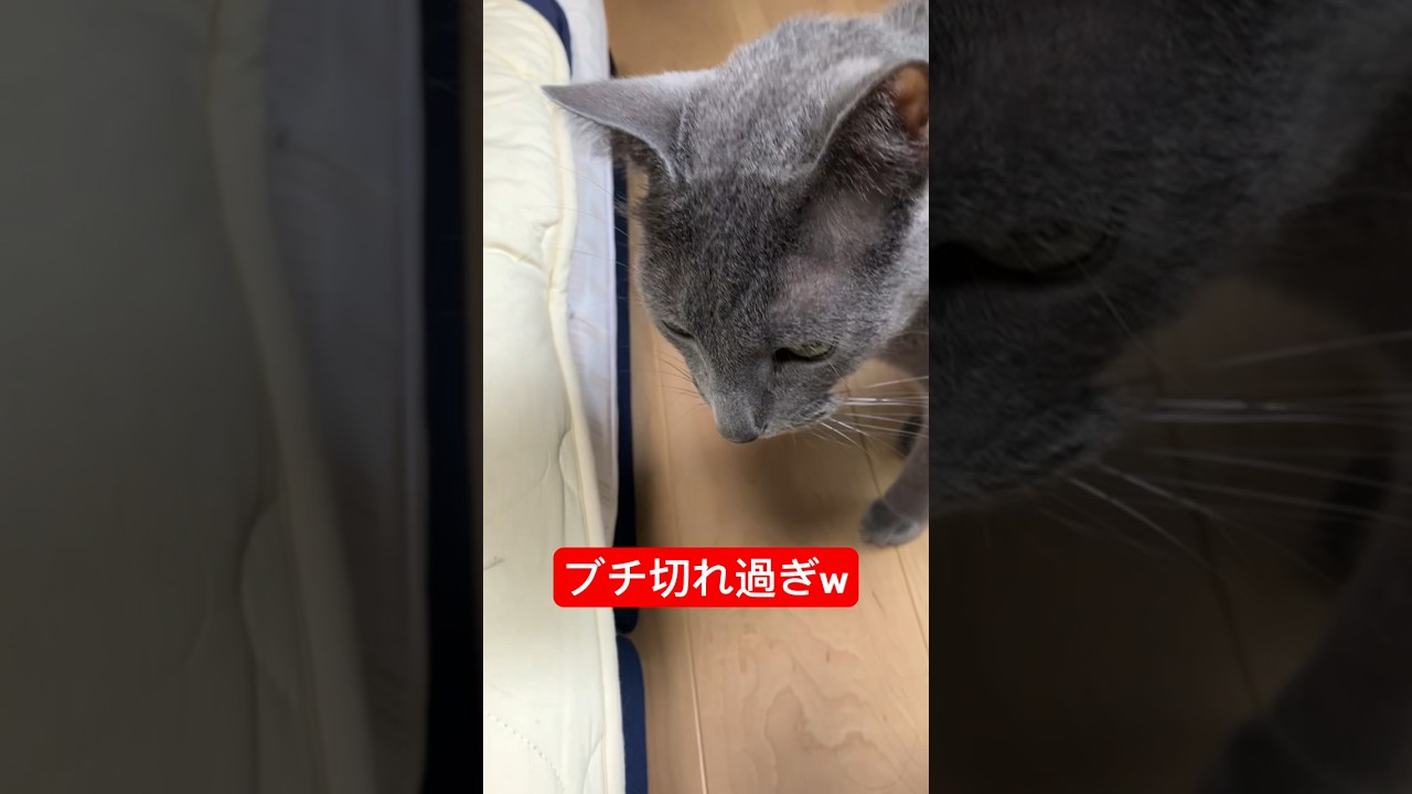 足臭いだけやん🦶ブチ切れ猫#猫 #ロシアンブルー #cat #russianblue