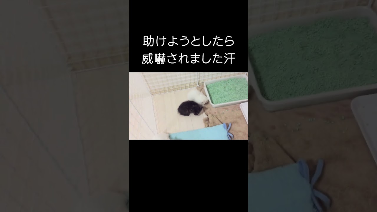 助けようとしたら威嚇された #保護子猫 #kitty