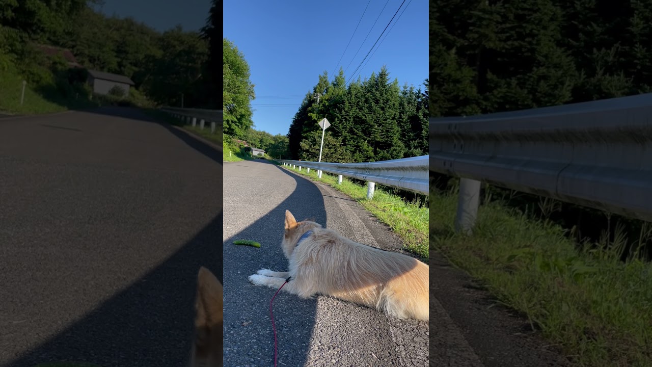 キュウリの守護者スフィンクスまめちゃん