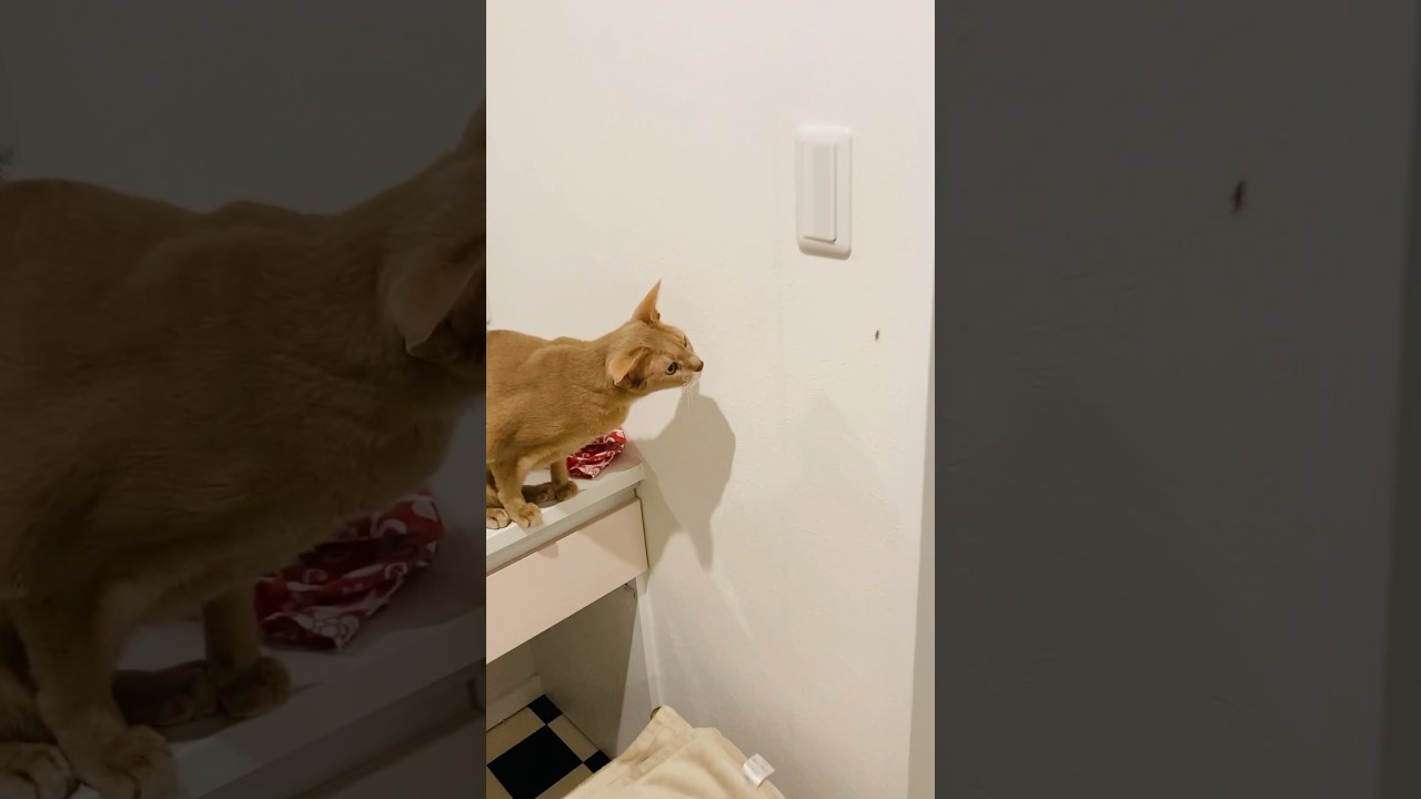 見えてはいけないものが、、#猫#いぶりん#アビシニアン#フォーン#amazon#bag#cat#abyssinian#fawn#beautiful