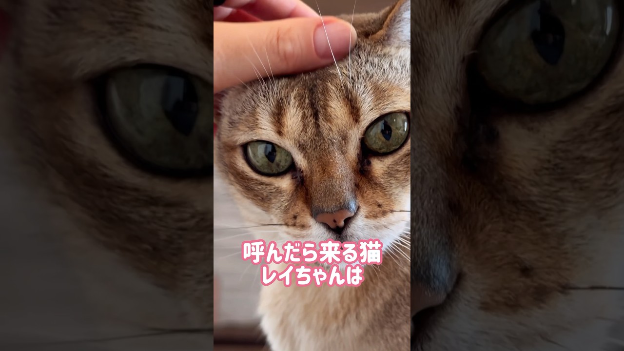 ベランダに行くと必ず毛づくろいするレイちゃん #シンガプーラ #cat #shorts