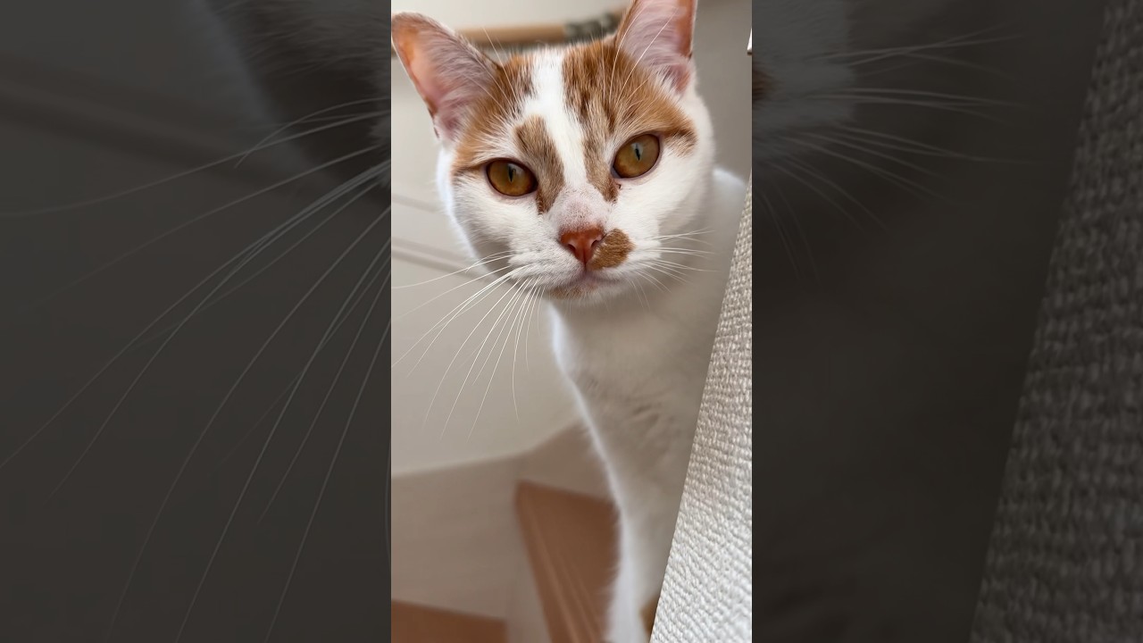 いつも階段で待っててくれる猫が可愛い！ #shorts