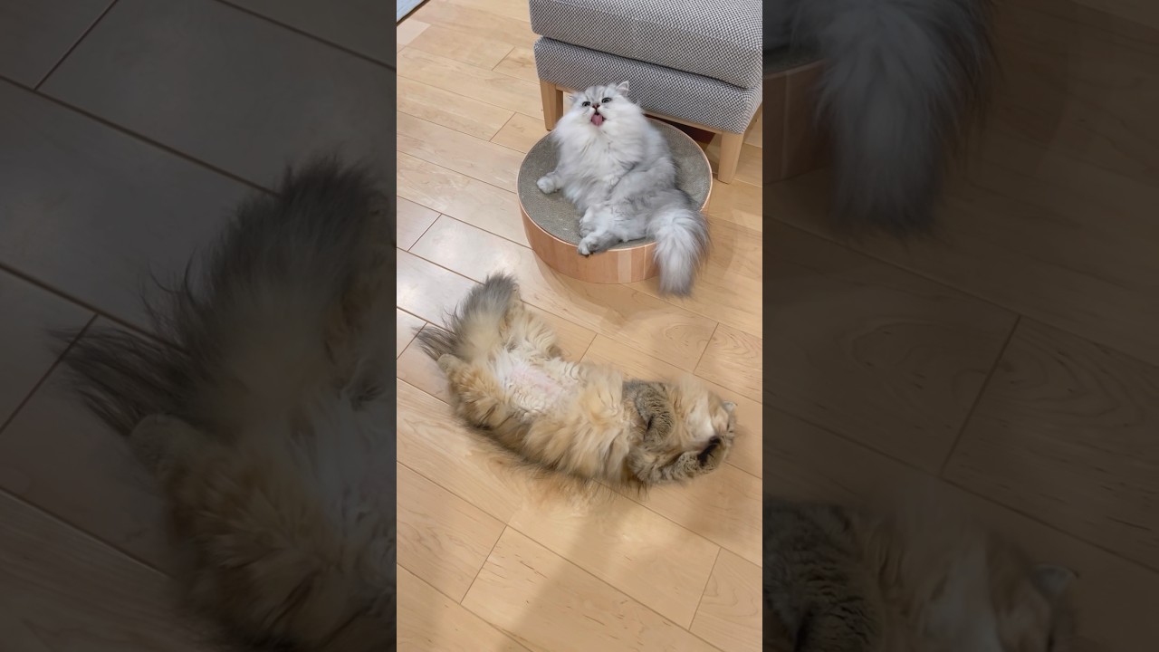 猫たちの日常 【サイベリアン】 #Shorts