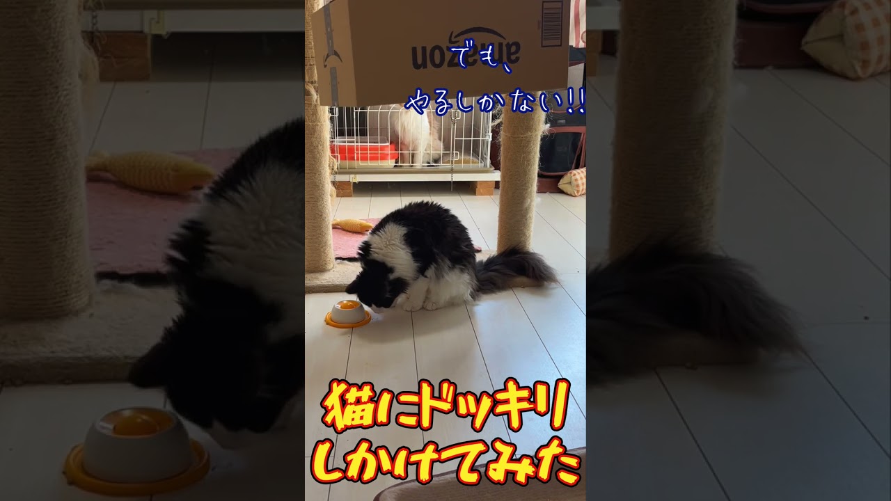メインクーンにドッキリしかけてみたPart２ #cat #メインクーン #ねこ #ドッキリ