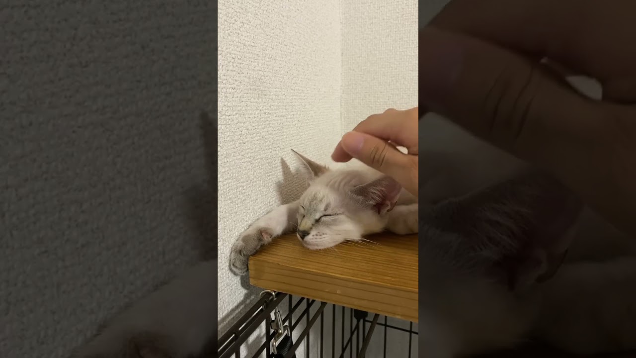 かすかに動くおてて　#元保護猫　#シャムトラ　#シャムミックス　#cat #猫耳 #kitten #シャムmix  #子猫 #猫耳