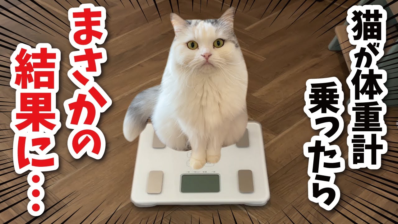 健康管理のため、猫たちを体重計に乗せてみたらまさかの結果が…！【関西弁でしゃべる猫】【猫アテレコ】