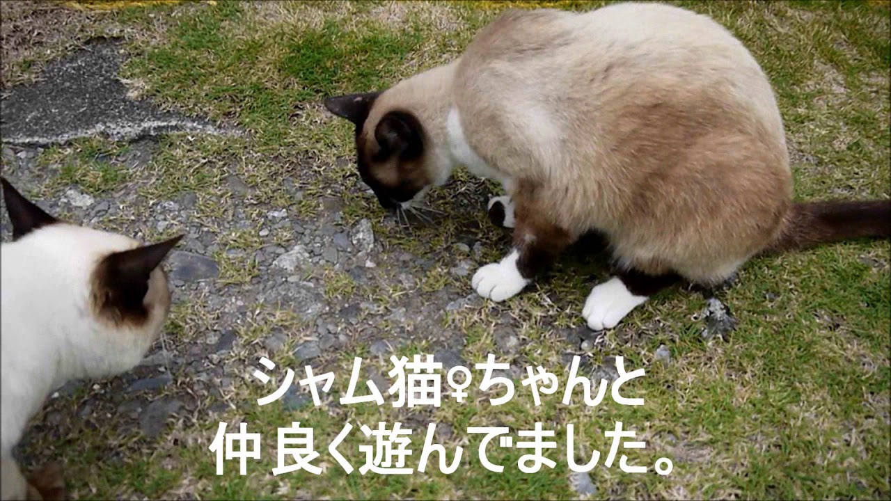 シャム猫♂ちゃんが亡くなったかもしれません・・