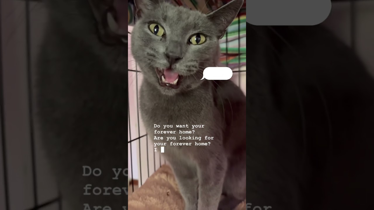 Adopt Brandy, a talkative Russian Blue-mix cat in Richmond, California!