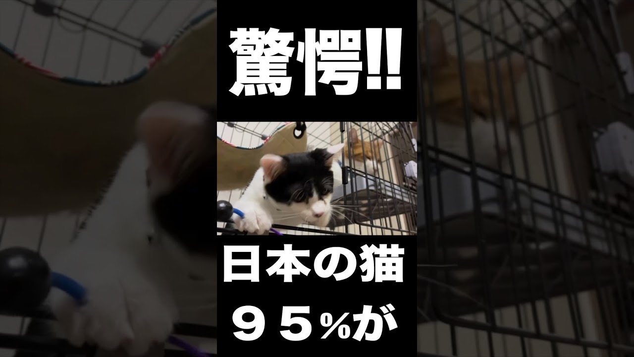 【驚愕!!】日本の猫の95%が！！#猫 #ねこ #猫動画 #ねこ動画 #雑学 #トリビア #猫のいる暮らし #ねこのいる暮らし #猫のいる生活 #猫好き #ねこ好き #血液型