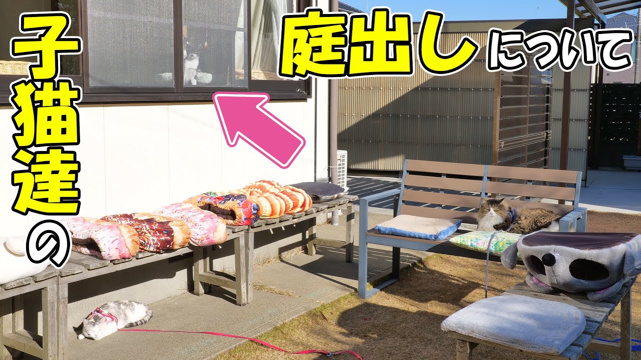 子猫達の飼育について大事な方針を固めました🐈🐈【仲良し子猫姉妹の成長記録】