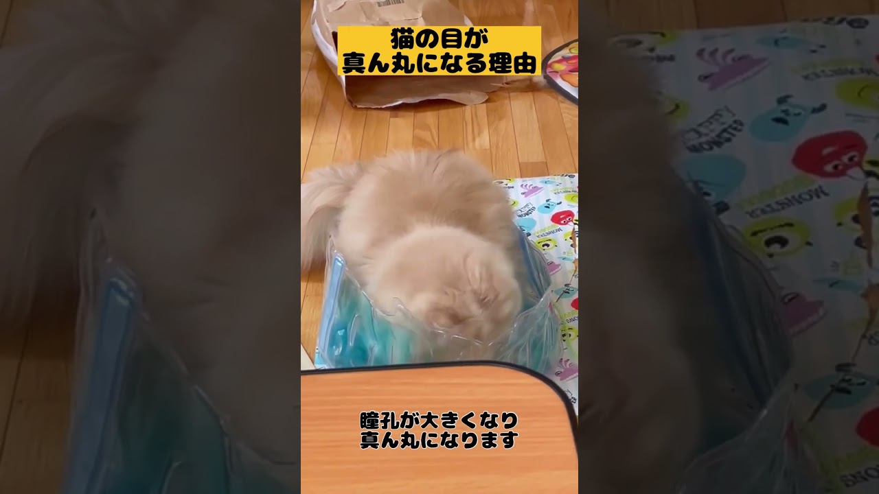 【猫の目が真ん丸になる理由】#雑学#スコティッシュフォールド#猫あるある#猫かわいい#猫動画#猫おもしろい#Cat#Shorts