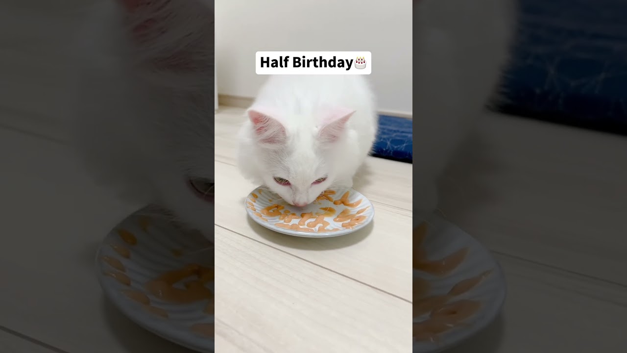 🔺短足マンチカンごはんくんの動画は上のリンクから🔺　#ねこ #猫 #子猫 #cat #cute
