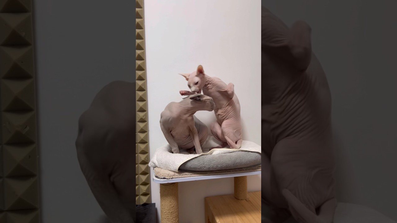 毛のない猫たちの面白い動きww【スフィンクス猫】