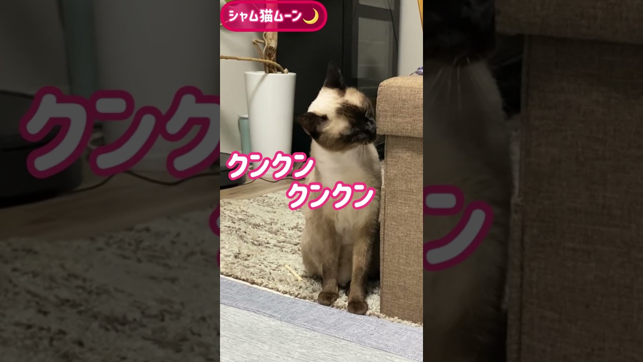 シャム猫ムーン🌙チャンネル・かいーの、かいーの。#shorts
