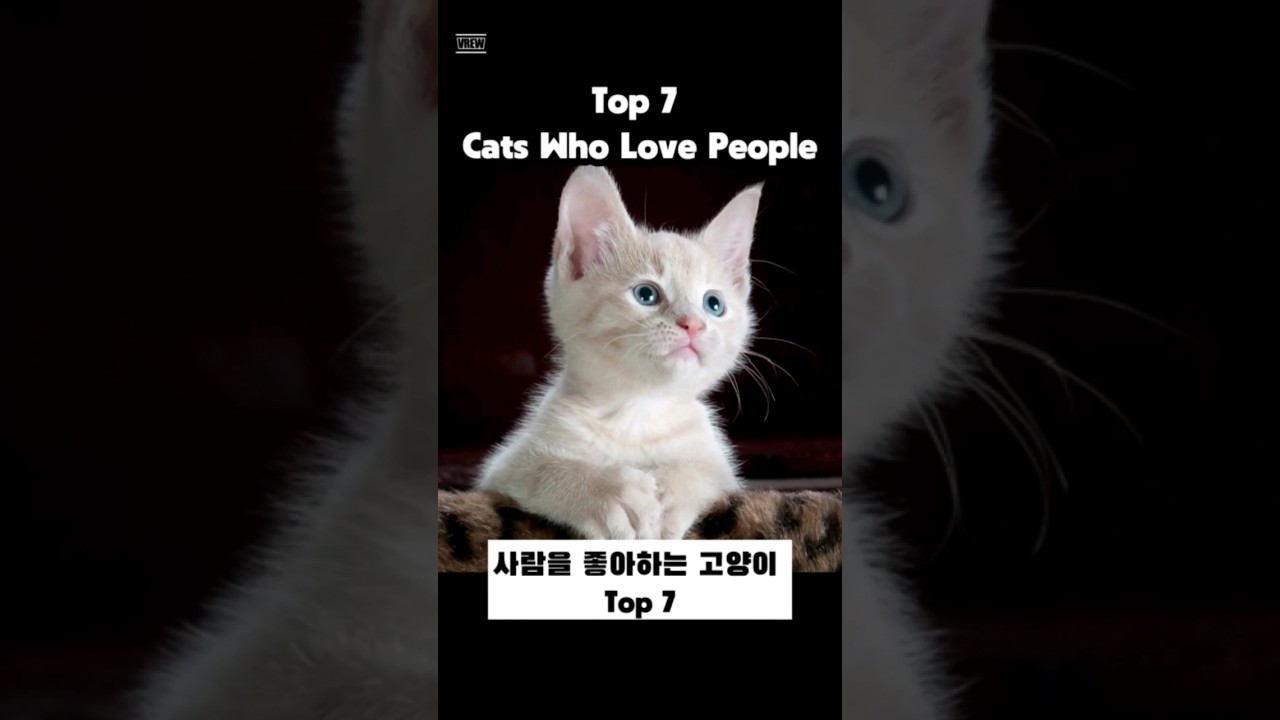 Cat who love people Top 7