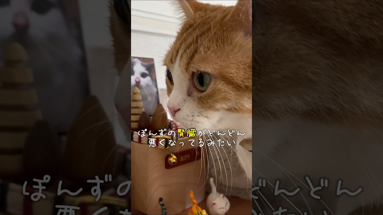 あさり力を貸して🌈😸#shorts