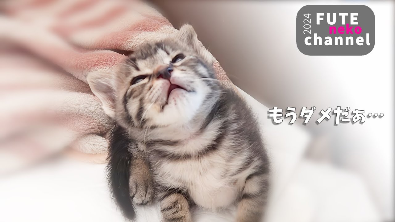 子猫が限界をむかえてしまいました【保護子猫】