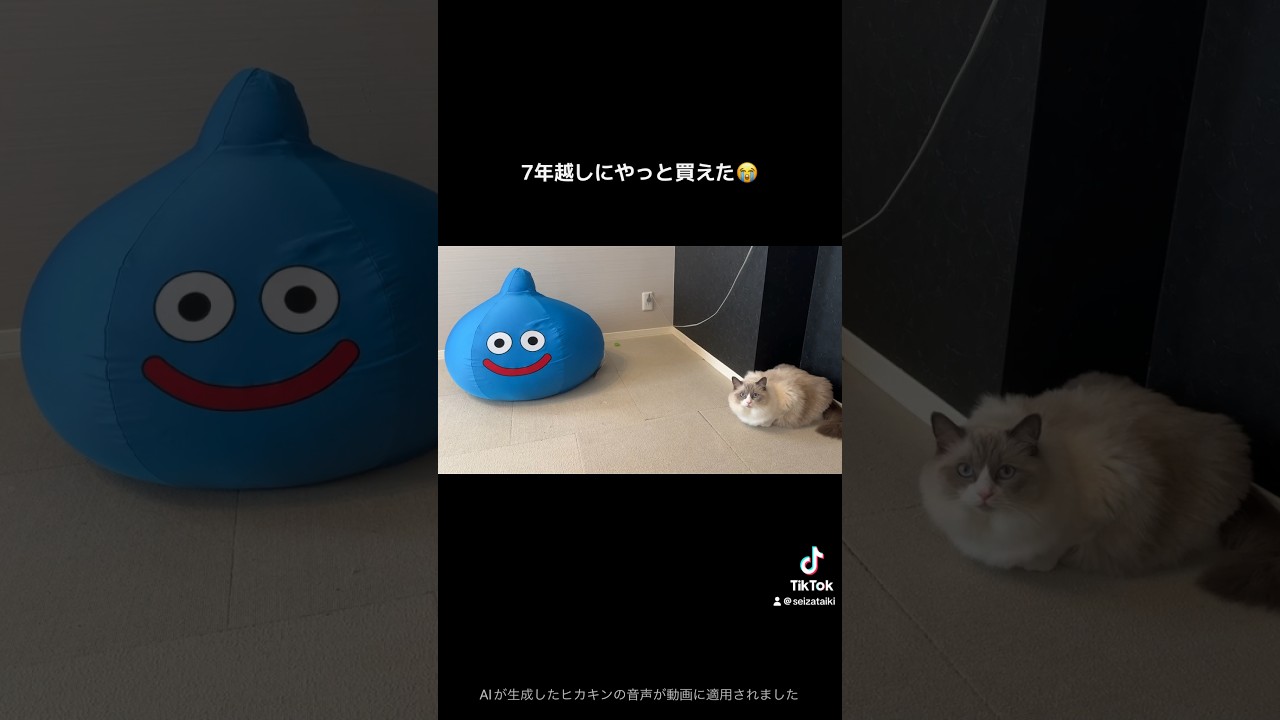 遂にスライムのビッククッションが家に届きました！ #cat #funny #cute #猫 #ベル #ラグドール #cushion #ドラクエ #スライム #doragonquest